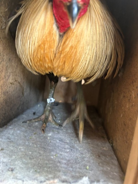 Shelter Stray Male Bird last seen FRANKLIN BLVD/HOOD FRANKLIN RD, 95757, 3839 Bradshaw Rd, Sacramento, CA 95827, USA