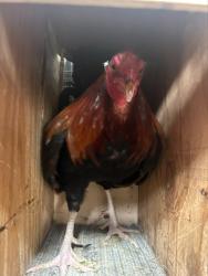 Shelter Stray Male Bird last seen FRANKLIN BLVD/HOOD FRANKLIN RD, 95757, 3839 Bradshaw Rd, Sacramento, CA 95827, USA