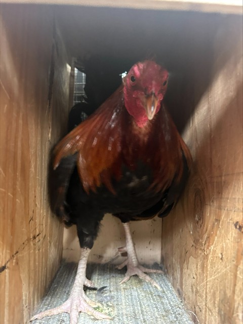 Shelter Stray Male Bird last seen FRANKLIN BLVD/HOOD FRANKLIN RD, 95757, 3839 Bradshaw Rd, Sacramento, CA 95827, USA
