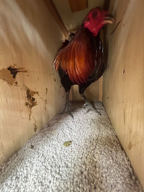 Shelter Stray Male Bird last seen FRANKLIN BLVD/HOOD FRANKLIN RD, 95757, 3839 Bradshaw Rd, Sacramento, CA 95827, USA