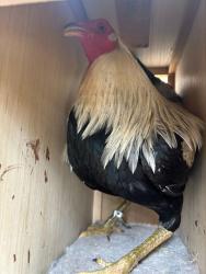 Shelter Stray Male Bird last seen FRANKLIN BLVD/HOOD FRANKLIN RD, 95757, 3839 Bradshaw Rd, Sacramento, CA 95827, USA