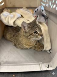 Shelter Stray Female Cat last seen , West Valley Animal Shelter, 20655 Plummer St, Chatsworth, CA 91311, USA