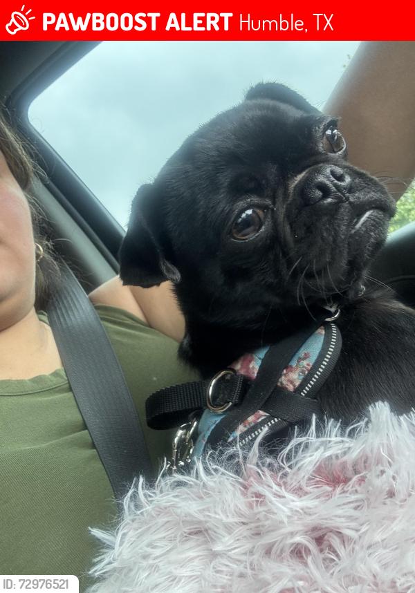 Lost Female Dog last seen Glen Lee & truxton, Humble, TX 77396