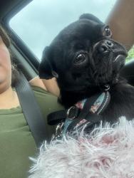 Lost Female Dog last seen Glen Lee & truxton, Humble, TX 77396