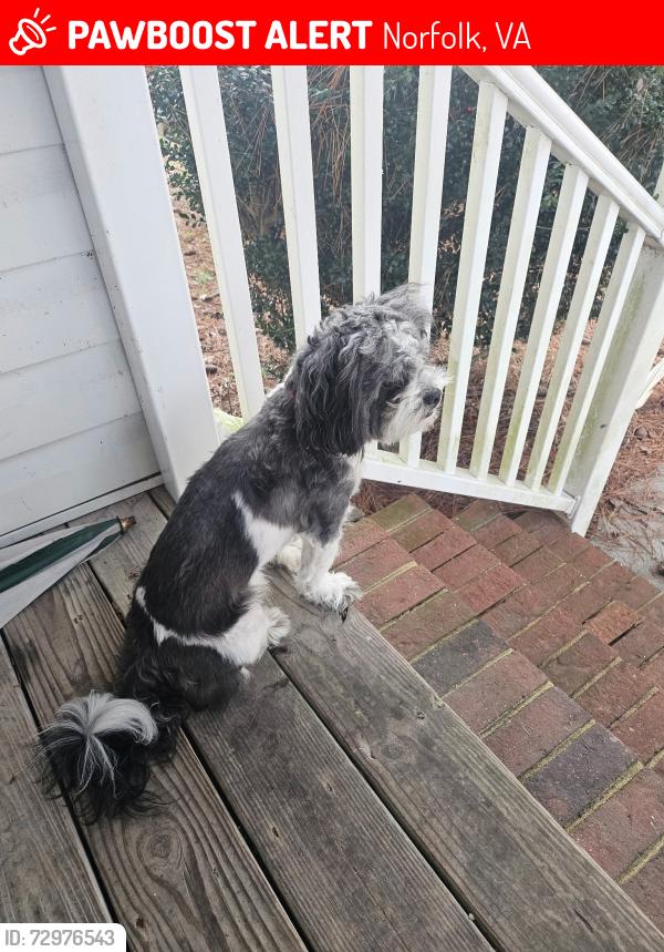 Lost Male Dog last seen Woolsey , Norfolk, VA 23513