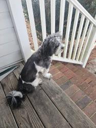 Lost Male Dog last seen Woolsey , Norfolk, VA 23513