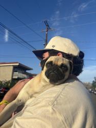 Reunited Female Dog last seen earlham + near oc banquet hall , Orange, CA 92869