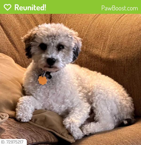 Reunited Male Dog last seen Pratt Ave & N. Nookomis - Carter Westminster United Presbyterian, Lincolnwood, IL 60712