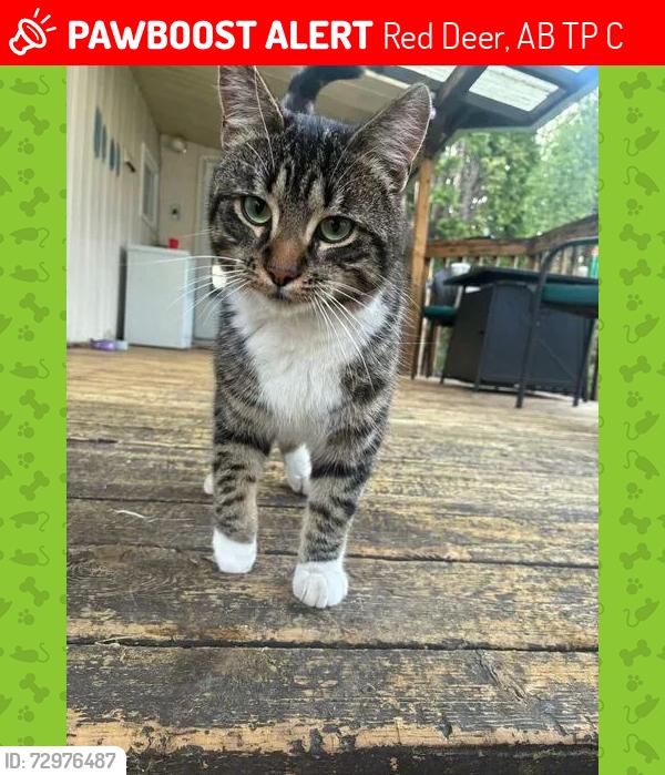 Lost Male Cat last seen Near Russell present , Red Deer, AB T4P 3C1