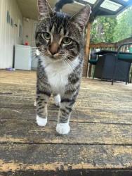 Lost Male Cat last seen Near Russell present , Red Deer, AB T4P 3C1