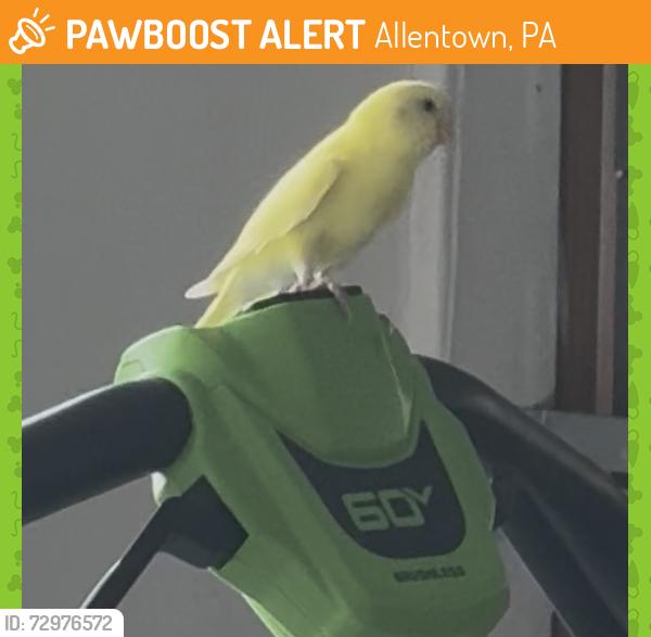 Found/Stray Unknown Bird last seen Near upper macungie- pennfield east homes , Allentown, PA 18104