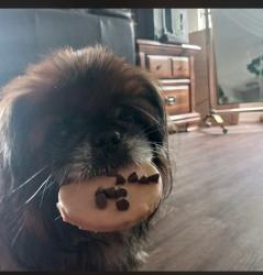 Reunited Male Dog last seen Gladstell, Conroe, TX 77301