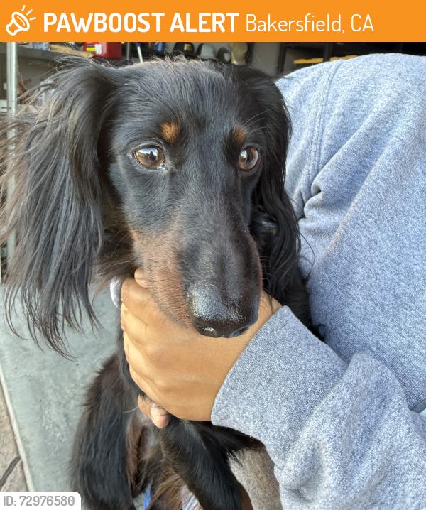 Found/Stray Unknown Dog last seen Bakersfield, Bakersfield, CA 93301