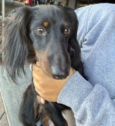 Found/Stray Unknown Dog last seen Bakersfield, Bakersfield, CA 93301