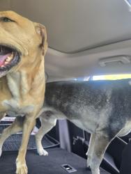 Reunited Unknown Dog last seen 10th & Estes St., Lakewood, CO 80215