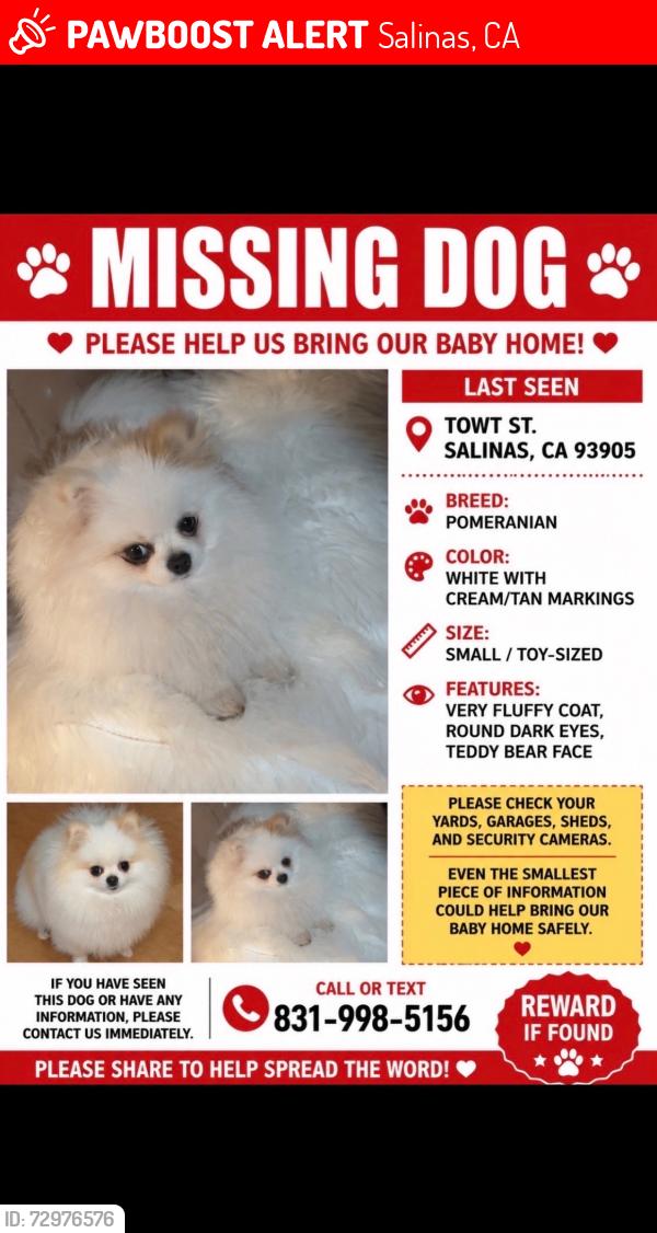 Lost Female Dog last seen Towt St, Salinas, CA 93905