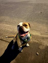 Found/Stray Male Dog last seen Honeydale y pandana st, Brownsville, TX 78520