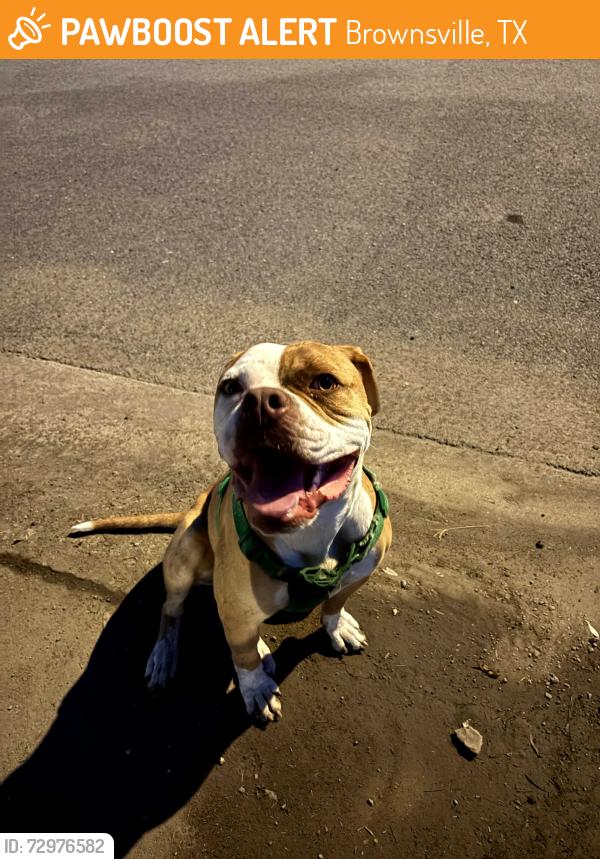 Found/Stray Male Dog last seen Honeydale y pandana st, Brownsville, TX 78520