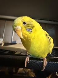 Lost Female Bird last seen Probably near a park like Prather park or further, DeKalb, IL 60115