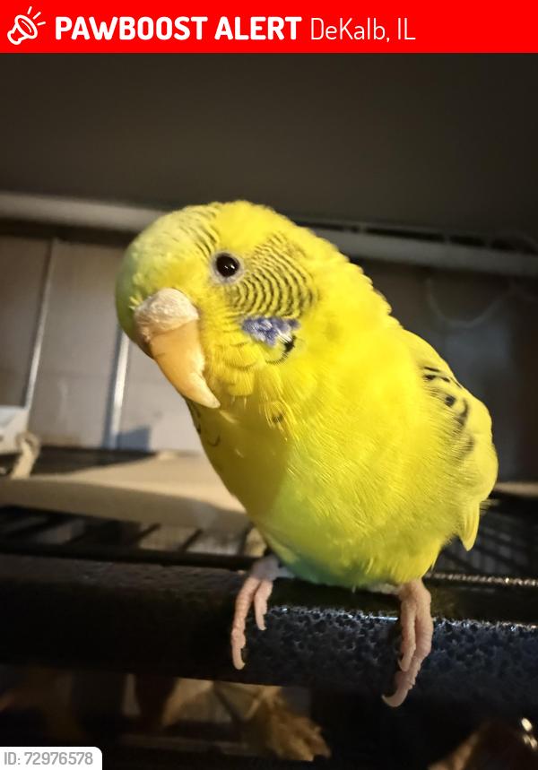 Lost Female Bird last seen Probably near a park like Prather park or further, DeKalb, IL 60115