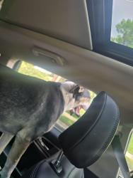 Reunited Unknown Dog last seen 10th & Estes, Lakewood, CO 80215