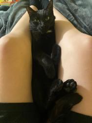 Lost Female Cat last seen Sunnyslope Neighborhood off of Kubler and Liberty, Salem, OR 97302