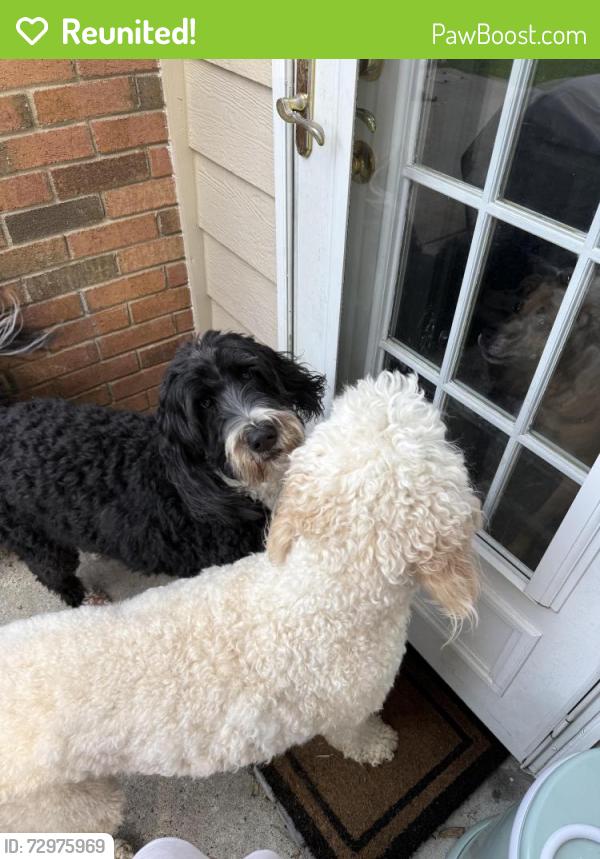 Reunited Unknown Dog last seen Freshwell Rd, Charlotte, NC 28273