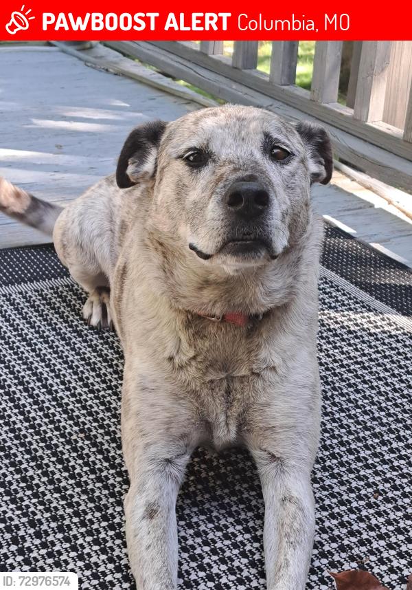 Lost Female Dog last seen Midway and I-70, Columbia, MO 65202