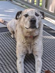 Lost Female Dog last seen Midway and I-70, Columbia, MO 65202