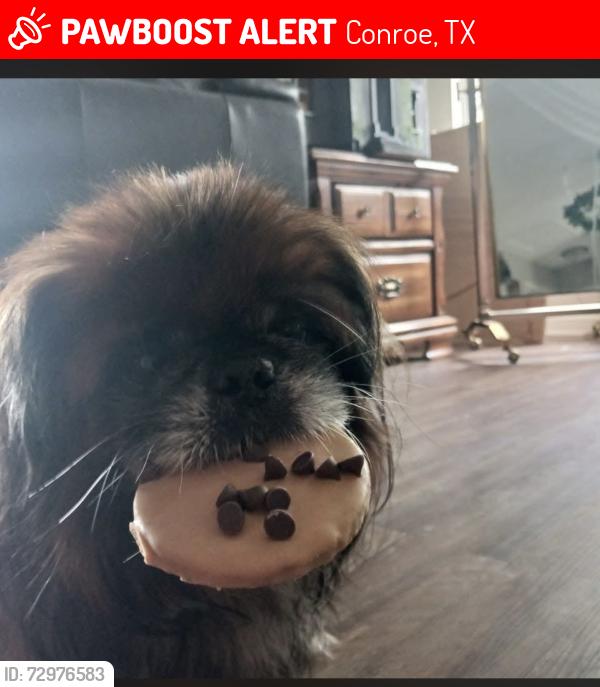 Lost Male Dog last seen Silverdale and 7th st, Conroe, TX 77301