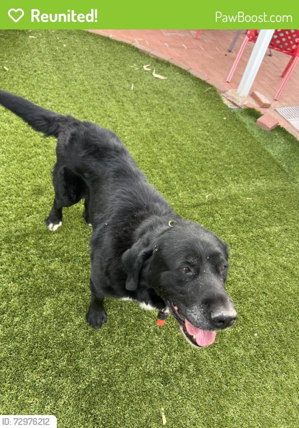 Reunited Male Dog last seen Near S Burning Tree Ave, Tucson, AZ 85710