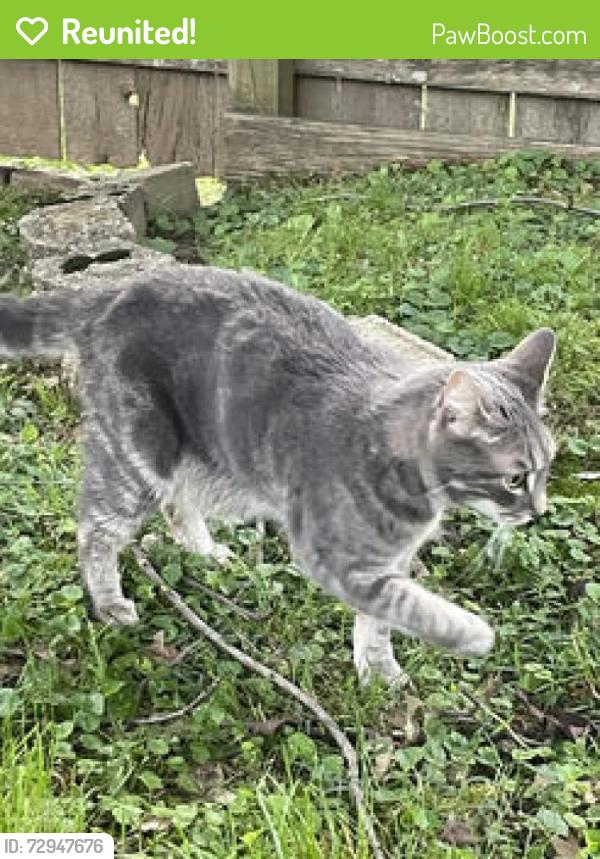 Reunited Male Cat last seen Westport road, Woodlawn Park, KY 40207