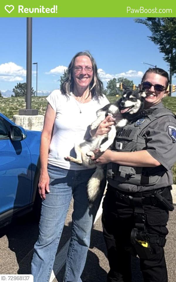 Reunited Female Dog last seen Huron and Melody, Northglenn, CO 80234