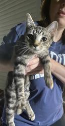 Found/Stray Unknown Cat last seen Highland Forrest / alpine / tingen, Barbecue, NC 27332