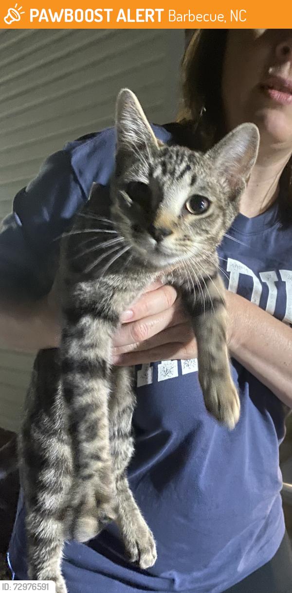 Found/Stray Unknown Cat last seen Highland Forrest / alpine / tingen, Barbecue, NC 27332