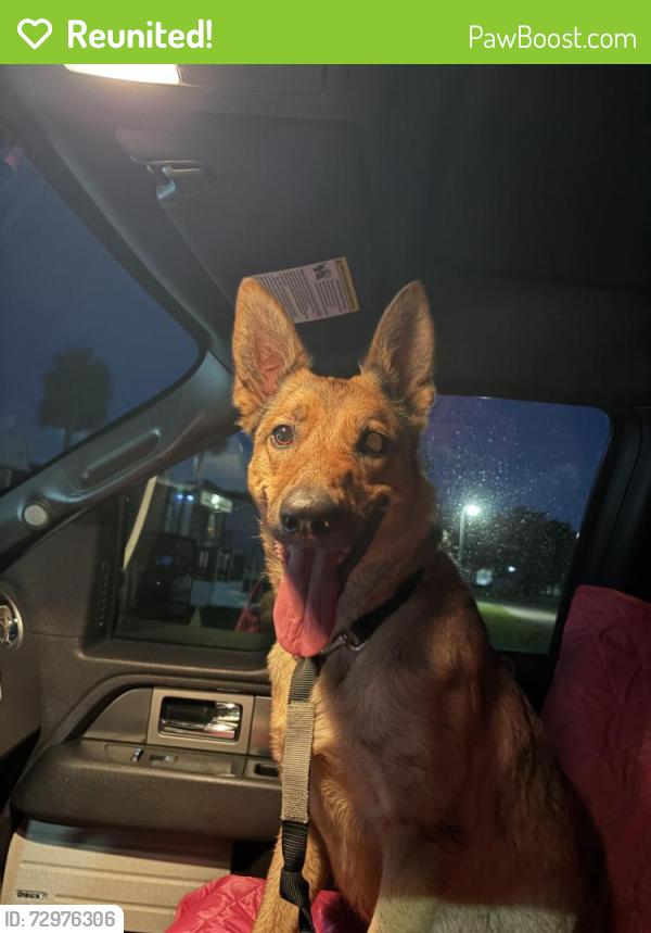 Reunited Female Dog last seen Roadrunner travel resort entrance, Fort Pierce, FL 34946