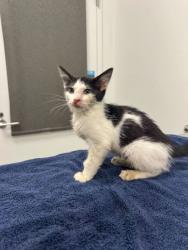 Shelter Stray Male Cat last seen Near Kensington Ave, 64128, MO, 7077 Elmwood Ave, Kansas City, MO 64132, USA