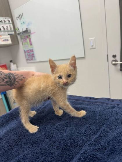 Shelter Stray Male Cat last seen Near Forest Ave, 64131, MO, 7077 Elmwood Ave, Kansas City, MO 64132, USA