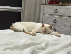 Lost Male Cat last seen Saint Peter’s Church Road and Lee Cline Road in Conover, North Carolina, Catawba County, NC 28027
