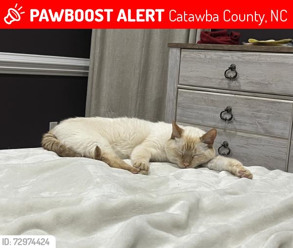 Lost Male Cat last seen Saint Peter’s Church Road and Lee Cline Road in Conover, North Carolina, Catawba County, NC 28027