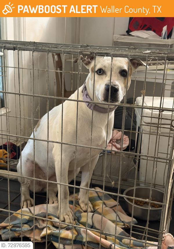 Found/Stray Female Dog last seen 1488/ Oak hollow subdivision, Waller County, TX 77355