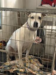 Found/Stray Female Dog last seen 1488/ Oak hollow subdivision, Waller County, TX 77355