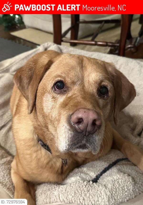 Lost Female Dog last seen Swimming channel marker 18a, Mooresville, NC 28117