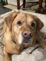 Lost Female Dog last seen Swimming channel marker 18a, Mooresville, NC 28117