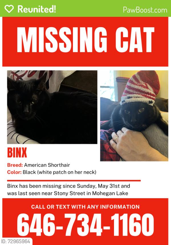 Reunited Female Cat last seen Stony Street and Amelia Drive, Mohegan Lake, NY 10547