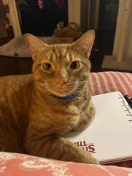 Reunited Male Cat last seen Normandale, Fort Worth, TX 76116