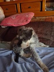 Found/Stray Female Dog last seen Rip Miranda dr, Bakersfield, CA 93301