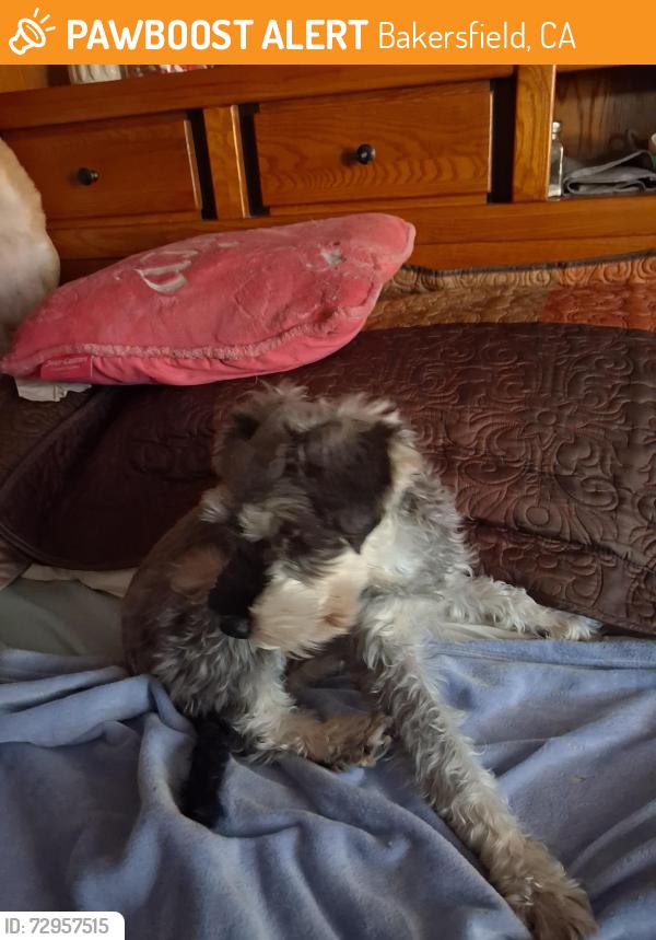 Found/Stray Female Dog last seen Rip Miranda dr, Bakersfield, CA 93301