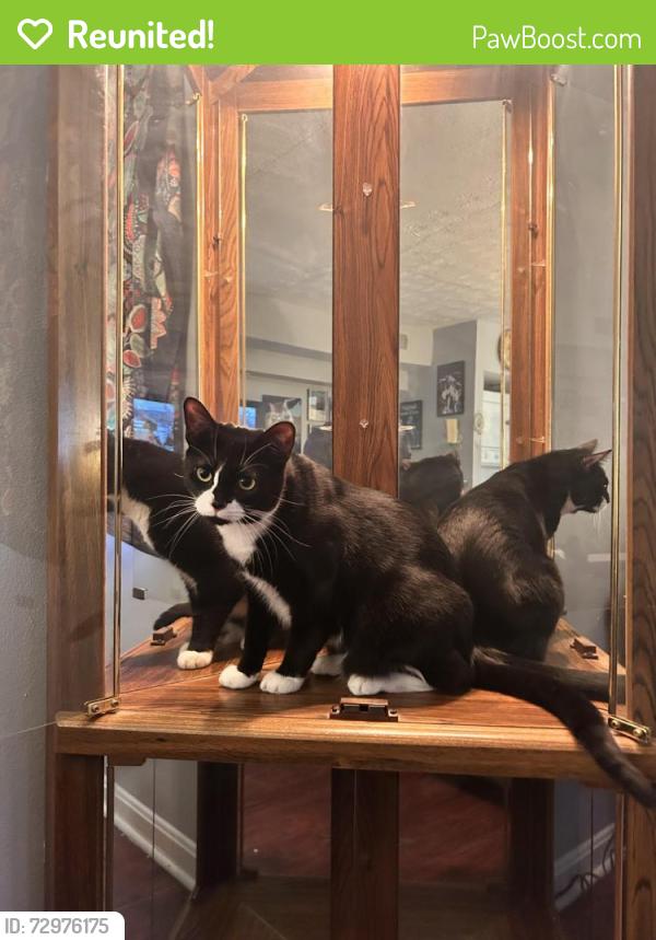 Reunited Male Cat last seen Campus court apmts , Lexington, KY 40504