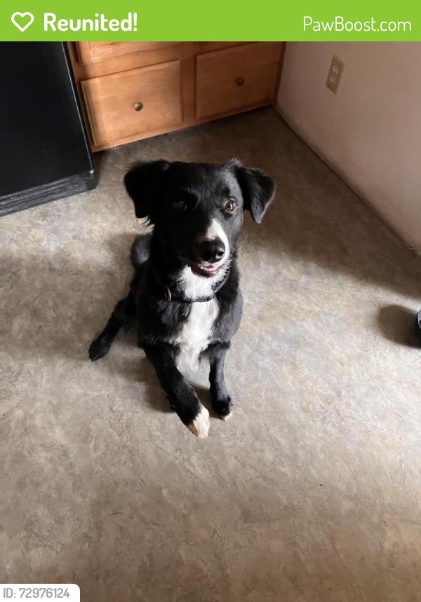 Reunited Male Dog last seen Roland Rd and Stevendale Dr, Wilkins Township, PA 15221
